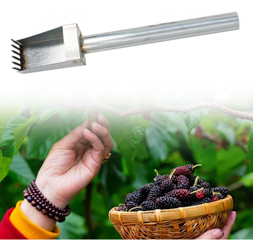 Recolector De Frutas Recolector Manual De Azufaifa