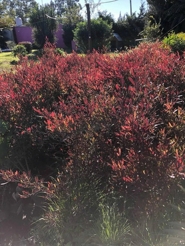 Plantas Para Cercos, Cercos Vivos, Dodonaea Viscosa 10ts
