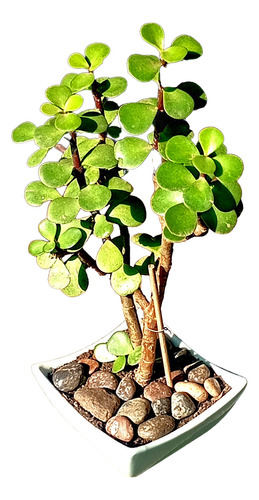 Maceta Ceramica Bonsai Suculenta Portucalaria