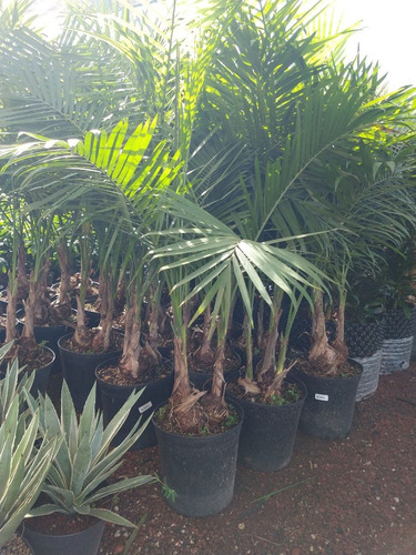 Palma, Palmera Mascareña Verde Gaussia Gomezpompae 3 Cabezas