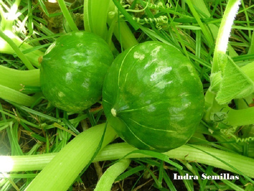 Zapallito Verde Super Dorrego X 1 Kilo Pura Calidad