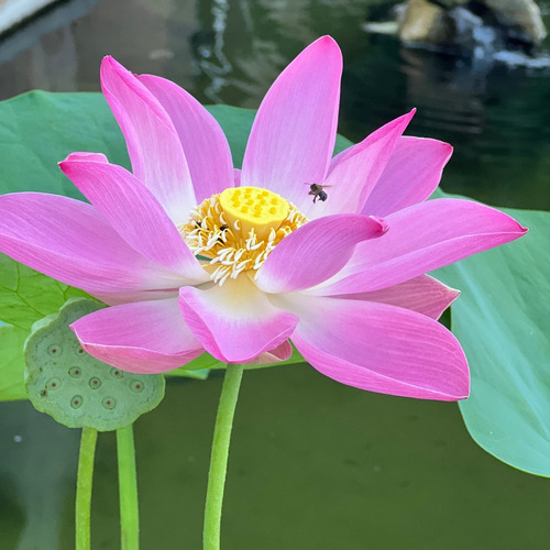 1000 Semente Flor De Lótus Rosa Nelumbo Alto Indice De Germi