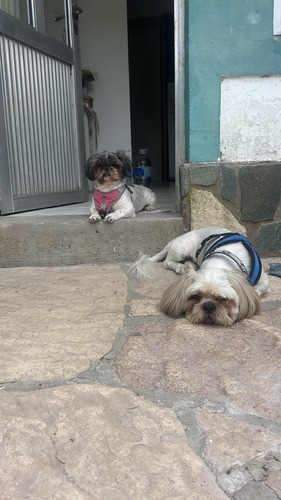 Busco Novia Shih Tzu