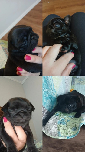 Filhotes De Pug Macho A Venda