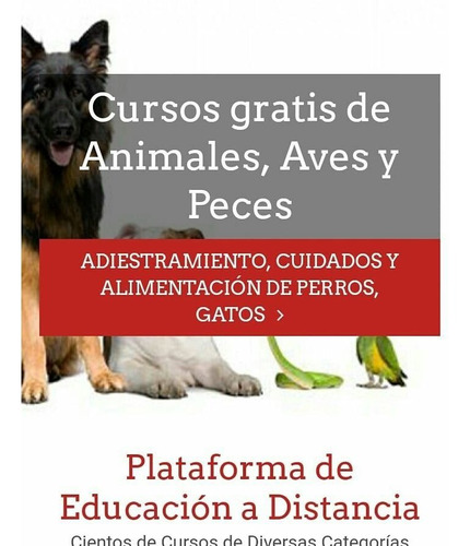 Imagen 7 de 10 de Cursos Gratis De Equinoterapia Y Enfermería Veterinaria
