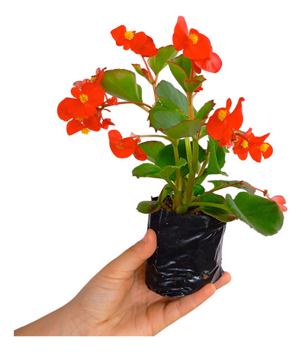 Kit 15 Mudas Begonia Cerosa - Folha Verde - Cores Sortidas