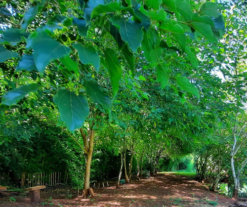 Quinta-camping-s.isidro-pdas.mnes.casa-3 Lagos C/peces-.ting