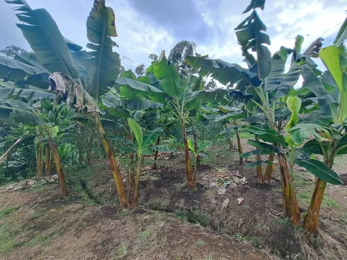 Finca En Venta