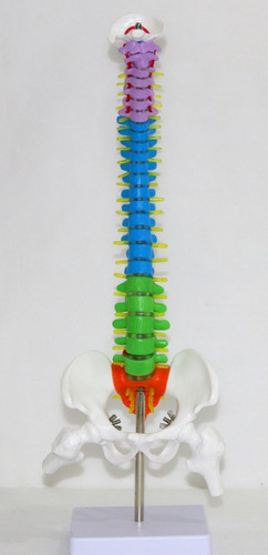 Coluna Vertebral Esqueleto - Anatomia Humana - 45cm Colorida