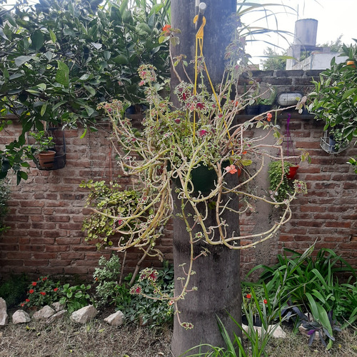 Imagen 2 de 7 de Plantas Combo Maceta Colgante Coleo Y Alegria Del Hogar