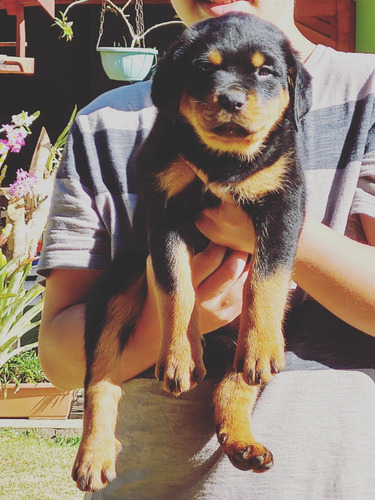 Imagem 1 de 5 de Tudo Para Rottweiler