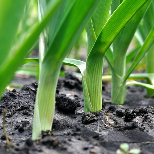 Semillas De Puerro Para Huerta En Casa