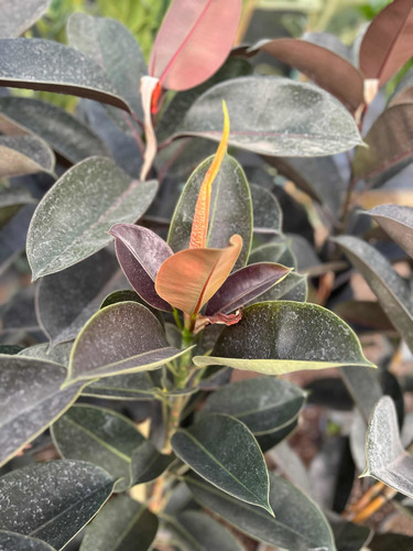Planta De Hule Negro