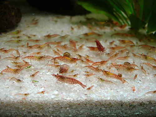 Gambas Cherry Acuario Docena