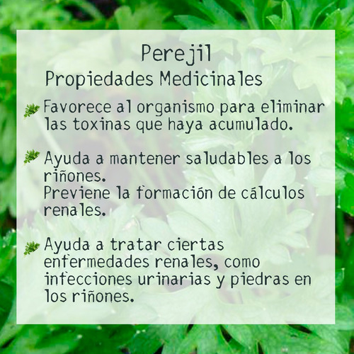 Tintura Madre De Perejil 50ml | Tónico Herbal