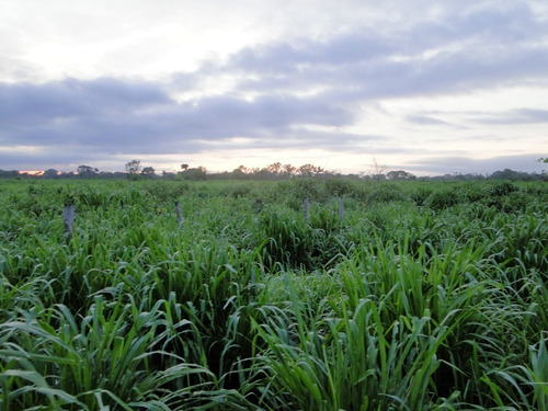 Fazenda Com 21.000 Hectares Em Corumbá - Ms