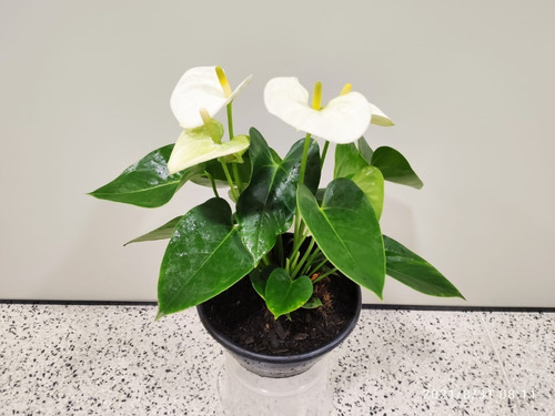 01 Vaso Anthurium Andraeanum Mini - Antúrio Colibri Branco | Parcelamento  sem juros