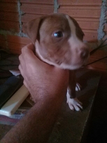 Imagem 3 de 5 de Filhotes De Pitbull A Venda
