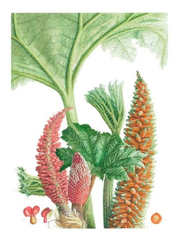 Imagen 5 de 7 de Plantas Y Arboles De Los Bosques De Chile / Gardner