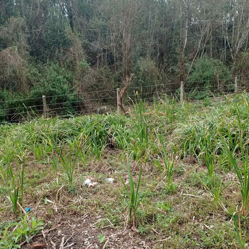 Imagem 4 de 14 de Chácara Em Embu Guaçu Pronta Para Morar!!!