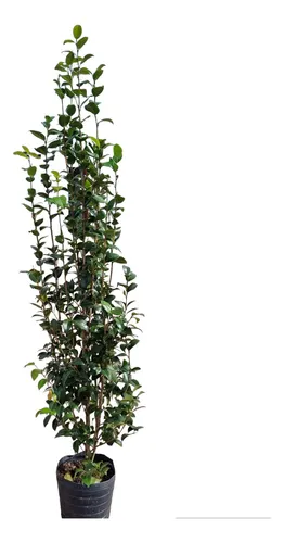 Planta Camelia 
