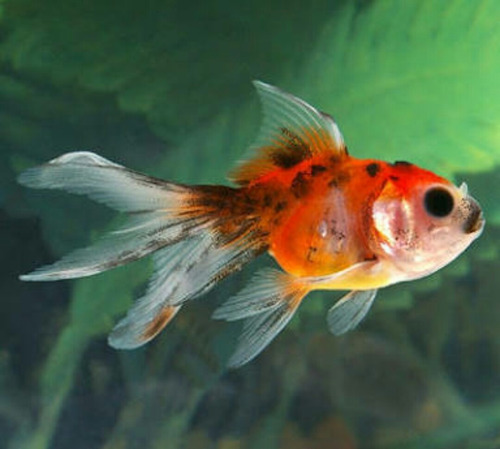 Venta De Goldfish  Cualquier Variedad (ver Descripción)