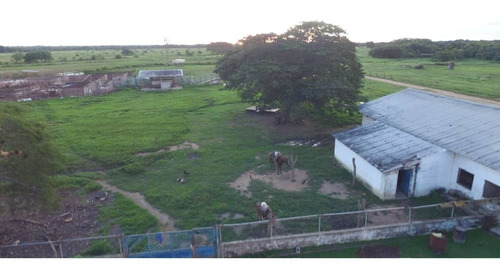 Imagen 4 de 20 de Hato En Edo. Guárico De Ganado Cebú En Venta