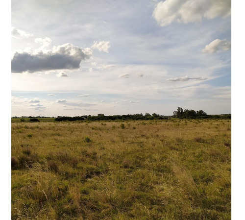 Vendo 10 Has En La Zona El Arenal Pozo, Monte Para Sombra, A 1,5 Km De Ruta 65 Y 7