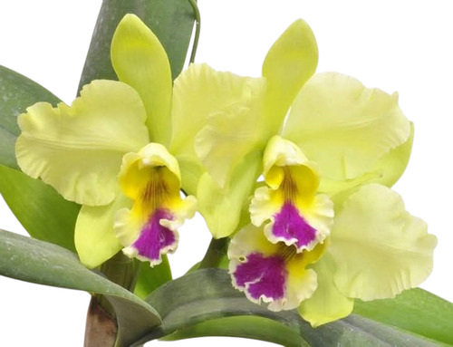 Planta, Orquídea Catleya Memoria Haden Brown Amarillo