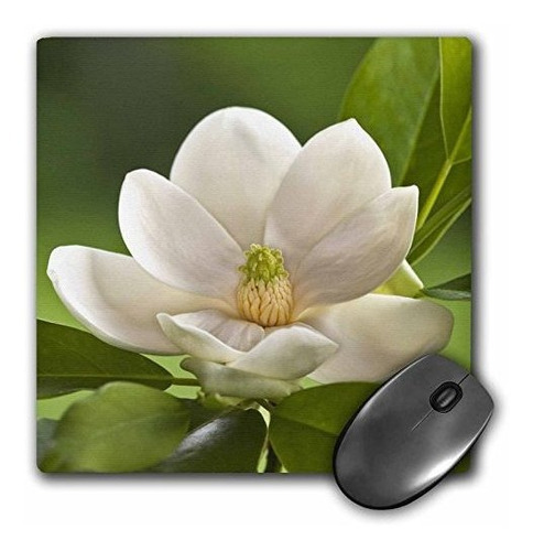 3drose Llc 8 X 8 X 0.25 Magnolia Árbol Flor Flor Adam Jones 