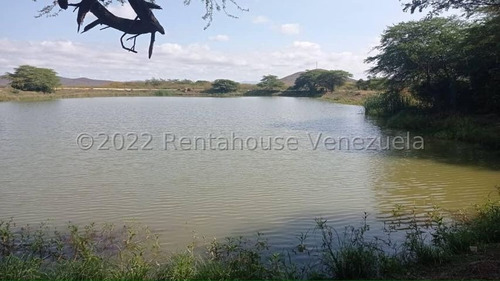 Imagen 20 de 30 de Fina En Venta Quibor Estado Lara, 04245937542