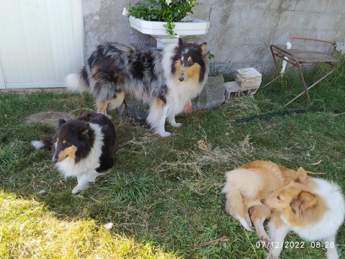 Imagen 9 de 10 de Cachorros Rouh Collie Color Blue Merle - En Cuotas!