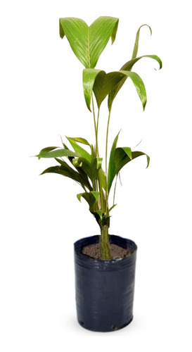 Planta Arbol Plamera Seafortia En 2 Litros