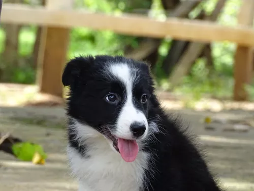 Onde comprar um filhote de Border Collie?