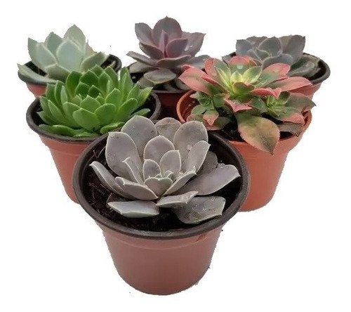 Imagen 3 de 8 de Echeverias 30 Pzas Diferentes