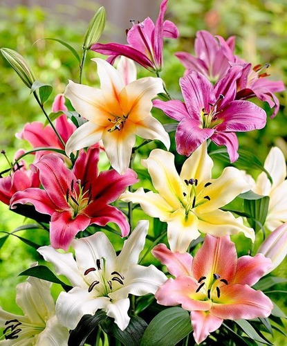 4 Lilys ( Lilium Longiflorum ) Paquete De 4 Piezas Las Mejor (Usado)