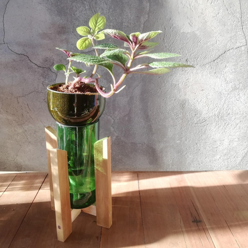 Dolar Negro Little Plant 24 Con Soporte, Maceta Autorregante