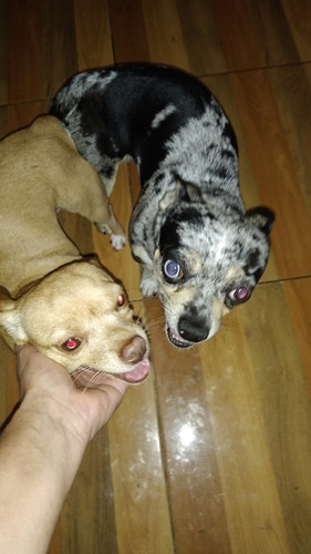 Perro Chihuahua Exótico Color Arlequín, Para Monta 7.000