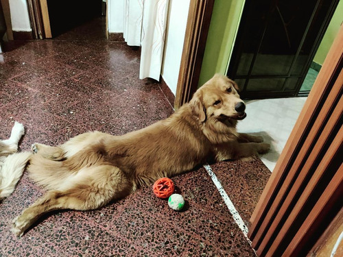 Imagen 4 de 6 de Hermoso Ejemplar De Golden Retriever Para Cruza
