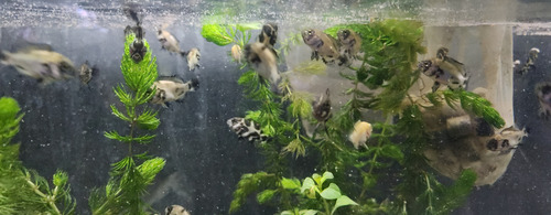 Pez Oscar Astronotus Cobre Chico Rojo