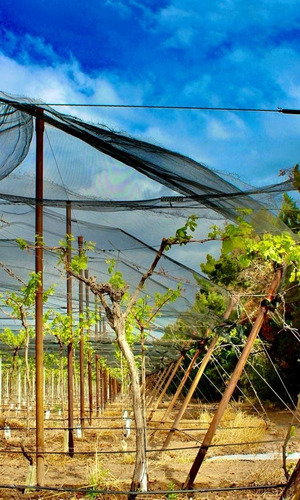 Greenwood Vende Inmaculada Finca En El Departamento De San Martin, Tres Porteña.