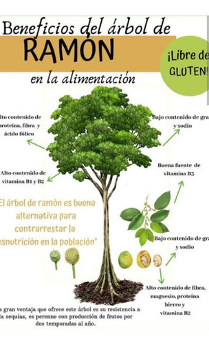 No Semilla Brosimun A Ramon Nuez Maya Envío Gratis