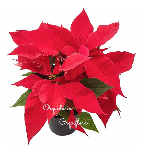 Flor Do Natal Bico-de-papagaio Poinsétia Planta Natural | MercadoLivre