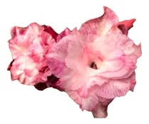 Comprar 10 Mudas  Rosa Do Deserto Dobradas E Triplas 