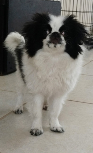 Chin Japones Hembra Excelente Cachorra. (Usado)