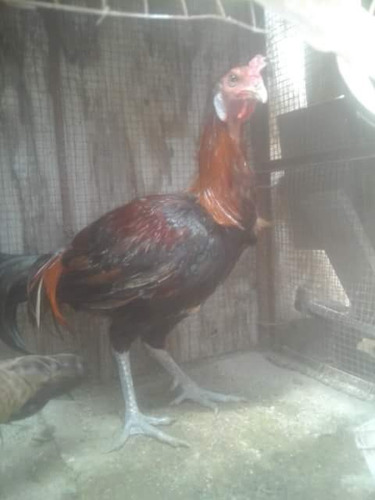 Gallos De Pelea