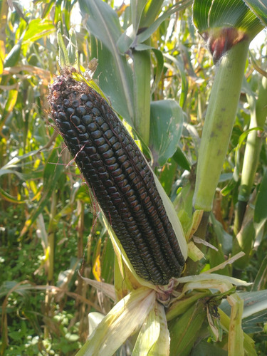 5kg Semilla De Maíz Hibrido Morado Cuatero A Granel