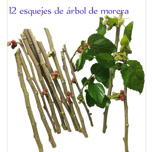 Esquejes Árbol De Morera