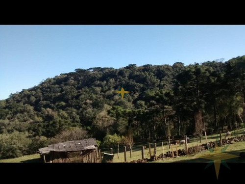Imagem 5 de 12 de Sítio Com Excelente Localização - 484