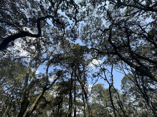Vendo Terreno Boscoso De 11 Hectáreas En Jilótepec